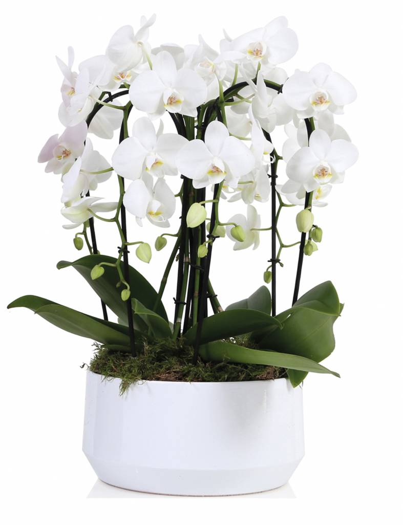Orchidee Kroon 6 tak kopen? -