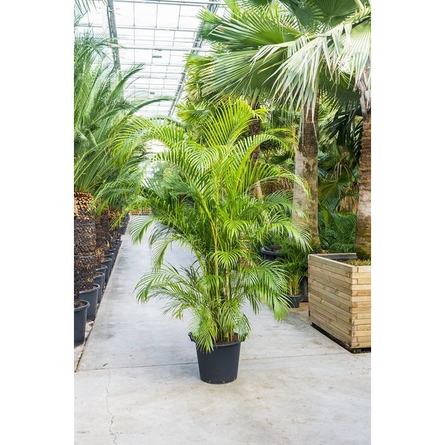 Goudpalm Areca KingSize