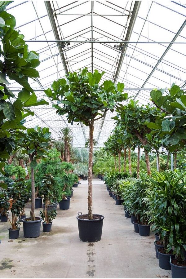 Ficus Lyrata KingSize