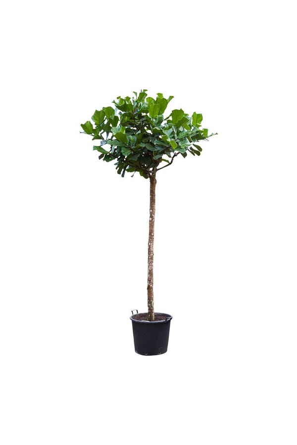 Ficus Lyrata KingSize