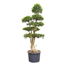 Ficus Microcarpa KingSize
