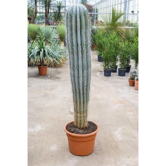 Cactus Pachycereus  KingSize