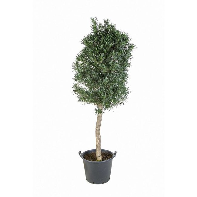 Podocarpus Stam KingSize