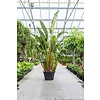 Strelitzia Nicolai KingSize