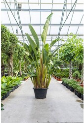 Strelitzia Nicolai KingSize