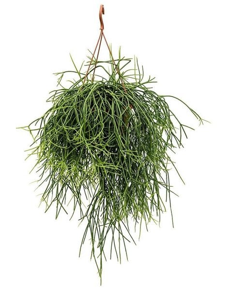 Rhipsalis