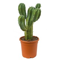 Euphorbia Myrtillocactus