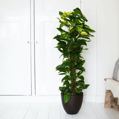 Kamerplanten kopen | Compleet assortiment - Fleurdirect Kamerplanten kopen | Compleet assortiment - Fleurdirect