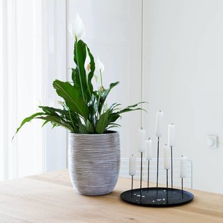 Plant in bloempot op tafel