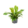 Hydroplant Anthurium Jungle Bush Large