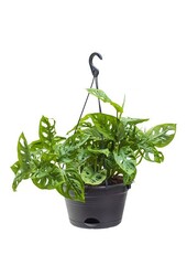 Philodendron Monkey Mask