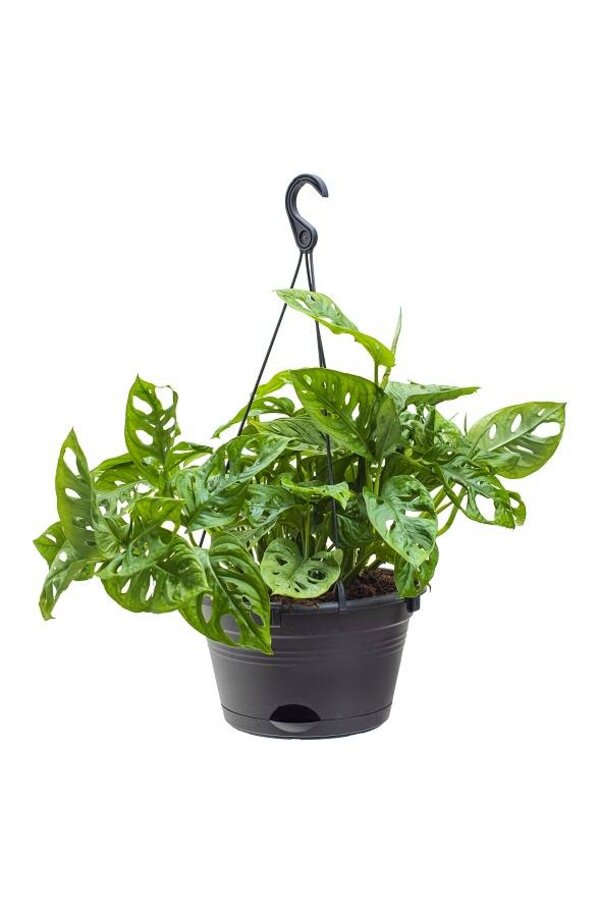 Philodendron Monkey Mask