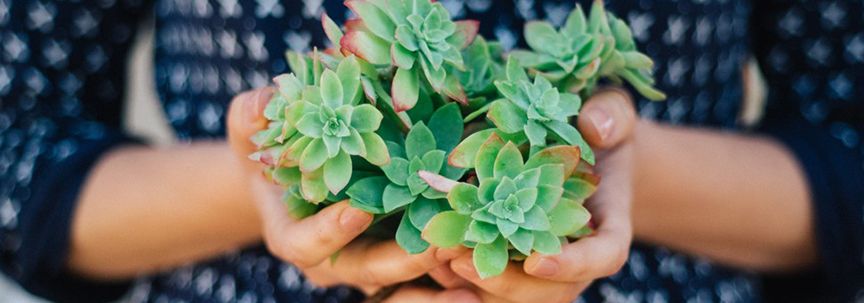 Geschikte planten om weg te geven