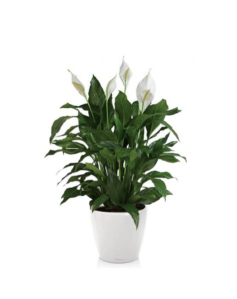 Lechuza Lechuza | Spathiphyllum