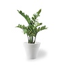 Kunstplant Zamioculcas in Pure Rond S