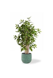 Kunstplant Dracaena in Evi Pot