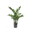 Kunstplant Zamioculcas in Pure Rond S