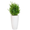 Buxus Sempervirens In Pure Soft Wit