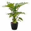 Alocasia Portadora in Zelfwatergevende Classico