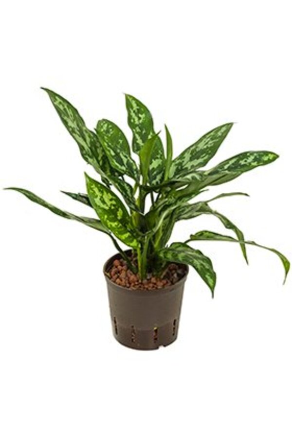 Hydroplant Aglaonema Maria