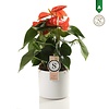 Anthurium Orange Champion in Bari Wit