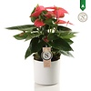 Anthurium Pink Champion in Bari Wit