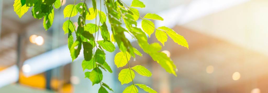 Waarom kantoorplanten onmisbaar zijn