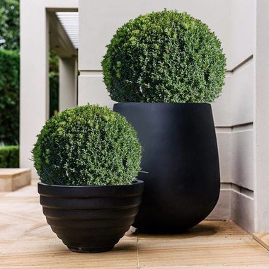 Buxus