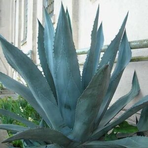 Agave