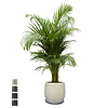 Goudpalm Areca In Bloempot Balloon