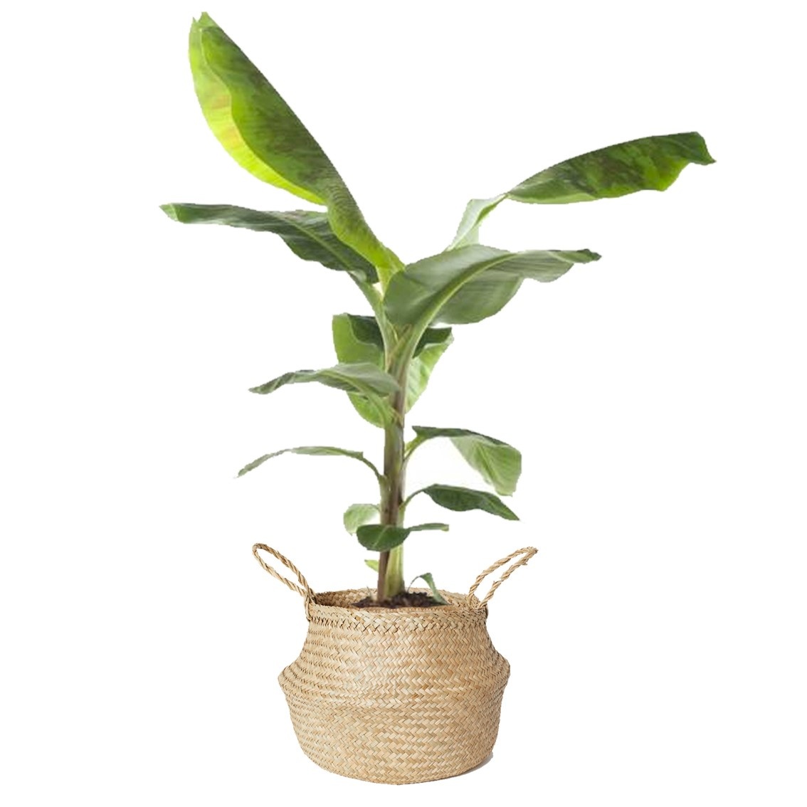 Bananenplant in gevlochten mand medium - Fleurdirect