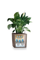 Clusia in zelfwatergevende Premium Brick