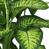 Dieffenbachia Maroba in Pure Soft