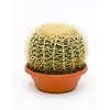 Echinocactus L