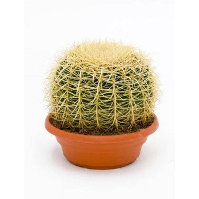 Echinocactus L