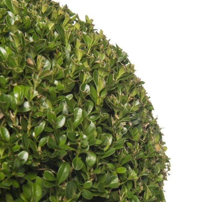 Buxus Bol In Elho Pure Soft  M