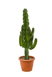 Euphorbia erytrea