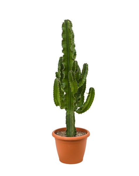 Euphorbia