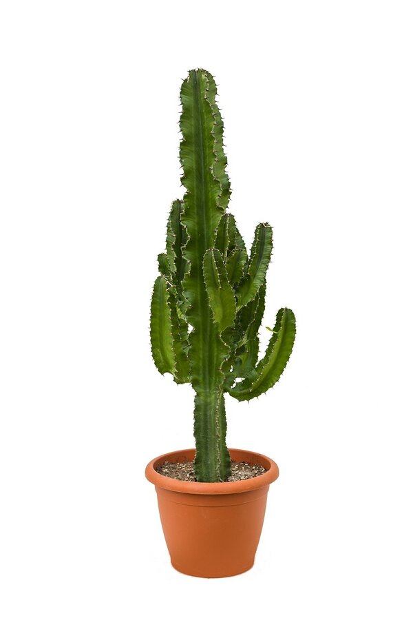 Euphorbia erytrea