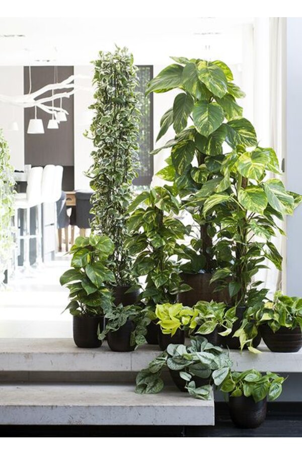 Epipremnum Scindapsus L