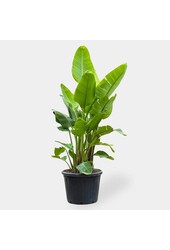 Strelitzia Kingsize in Terra Cotta