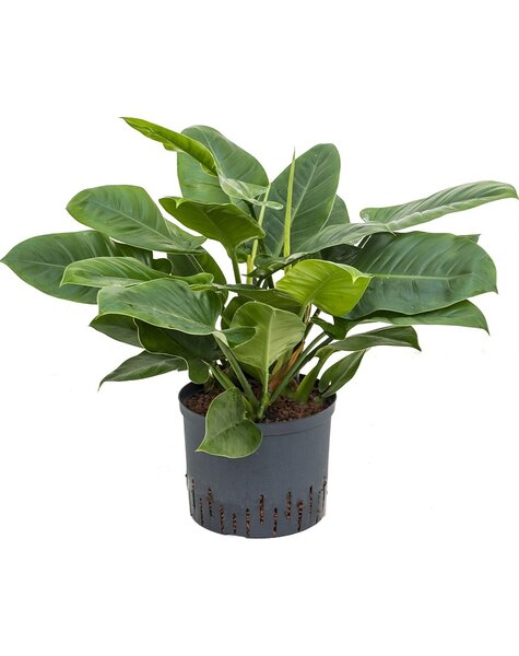 Hydroplant Philodendron