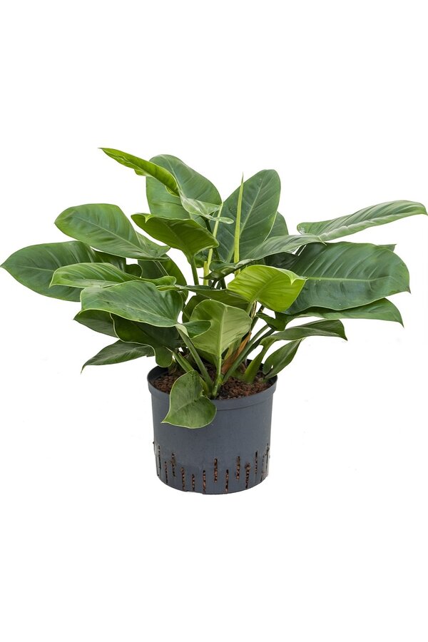 Hydroplant Philodendron imperial green