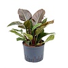 Hydroplant Philodendron imperial red