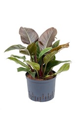 Hydroplant Philodendron imperial red