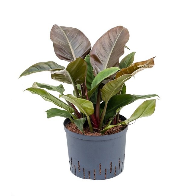 Hydroplant Philodendron imperial red