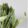 kunstplant Calathea