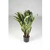 kunstplant Calathea