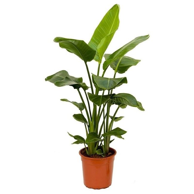 Tropicana plantenpakket