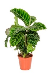 Tropicana plantenpakket